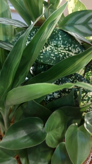 PLANT SUBSCRIPTION FOR 3 MONTHS