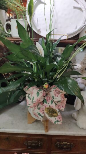 Peace Lily in Ceramic